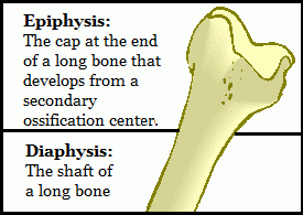Epiphyses