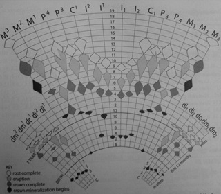 Figure 2: Gustafson and Koch's (1974) image showing the variation in timing of dental development. Colour key: Black highlights the age that crown mineralization begins, Dark grey shows the age of crown completion, Light grey shows the age of eruption, and White displays age of root completion. 