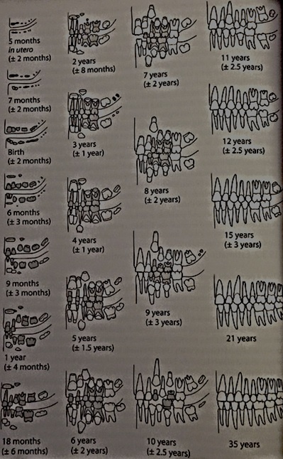 Figure 1: Ubelaker's (1989) diagram showing the dental development in correlation to age.