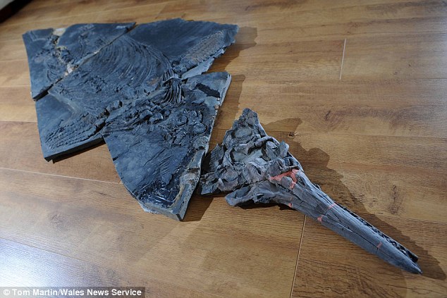 The 7ft fossil, weighing in at 132lbs, was unearthed on a beach in Penarth, South Wales.