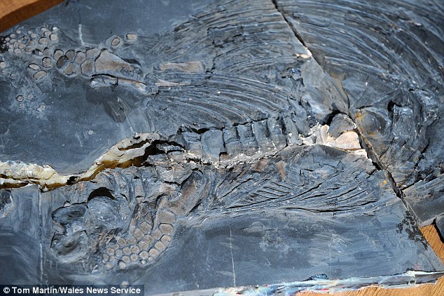 Ichthyosaur Fossil 3